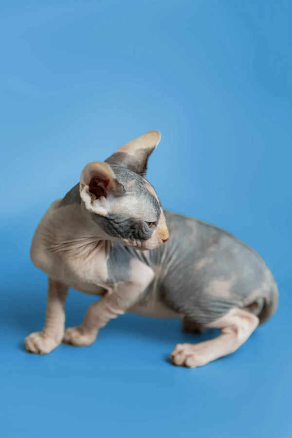 Fiona the Sphynx Kitten sits with her head turned, showing off her unique look