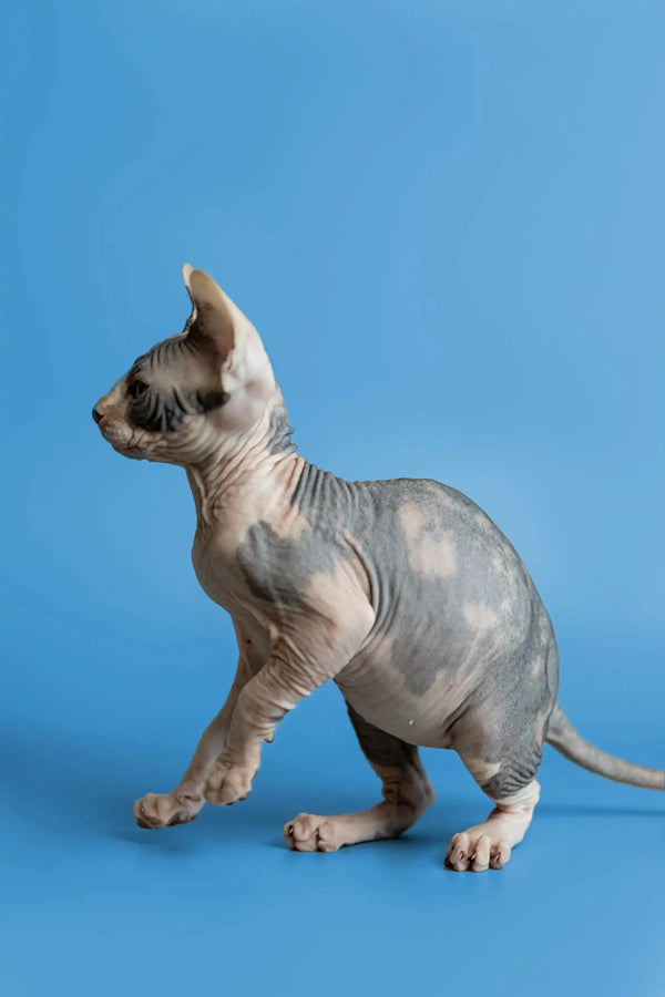Adorable Hairless Sphynx Kitten Fiona sitting in profile, showcasing her unique look