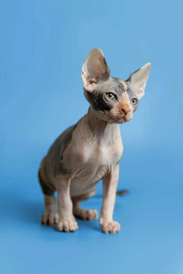 Cute Hairless Sphynx Kitten Fiona with wrinkled skin and big ears for pet lovers