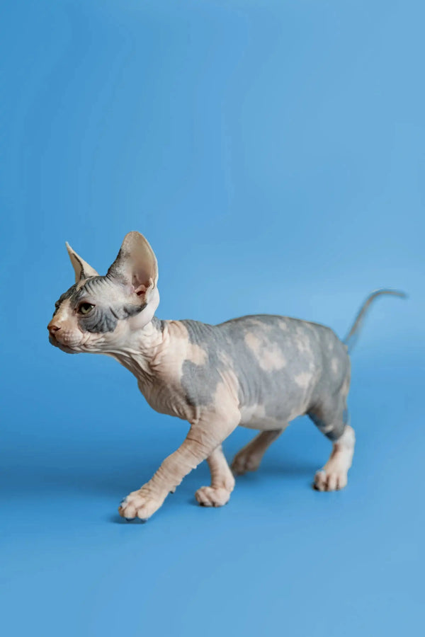Adorable Hairless Sphynx Kitten Fiona with wrinkled skin and big ears