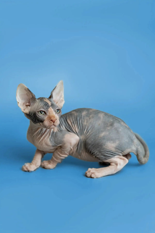 Cute Hairless Sphynx Kitten Fiona with wrinkled skin and big ears, perfect for cuddling