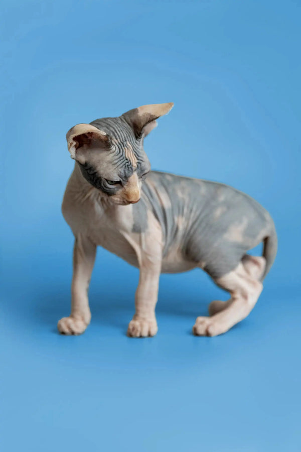 Hairless Sphynx kitten Fiona with wrinkled skin and big ears, perfect for cuddles