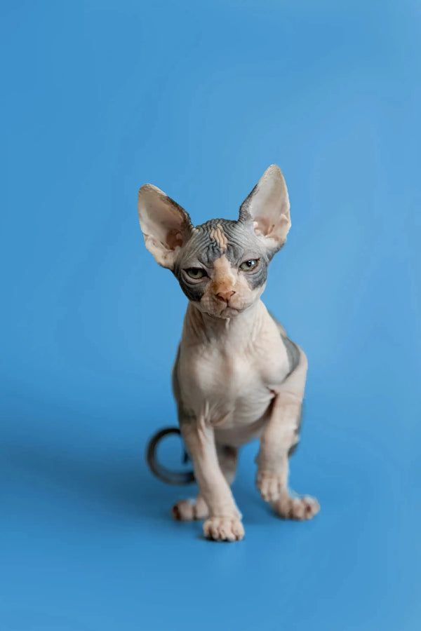 Adorable Hairless Sphynx Kitten Fiona with big ears and cute wrinkles