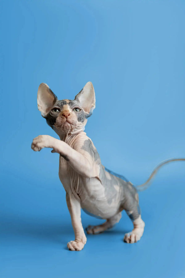 Playful Sphynx kitten Fiona with large ears, showcasing her adorable nature