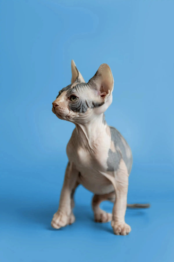 Fiona the Sphynx Kitten with wrinkled skin and big ears standing alert