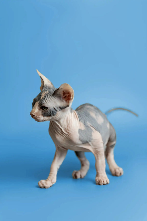 Adorable Hairless Sphynx kitten Fiona with wrinkled skin and big ears for sale