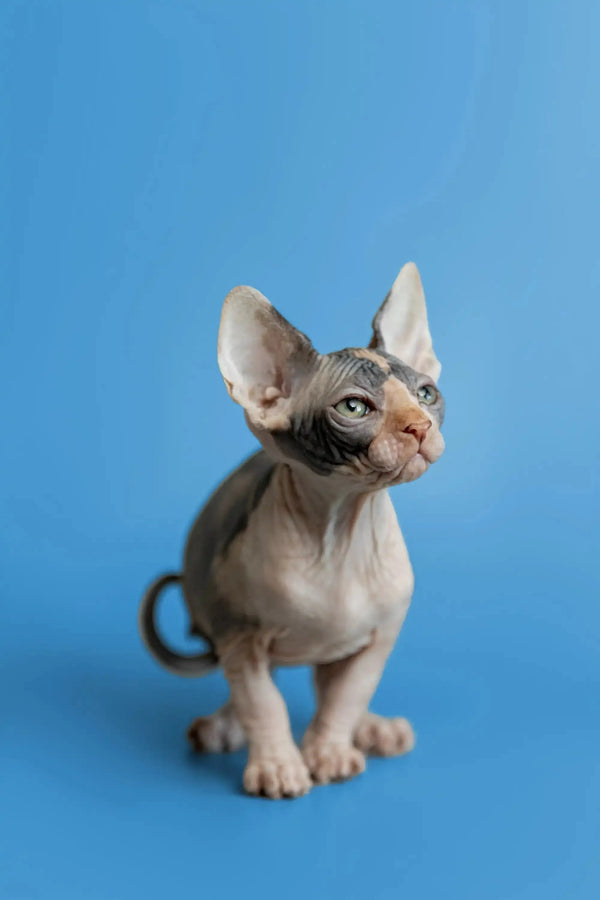Adorable Hairless Sphynx kitten named Fiona with big ears and wrinkly skin