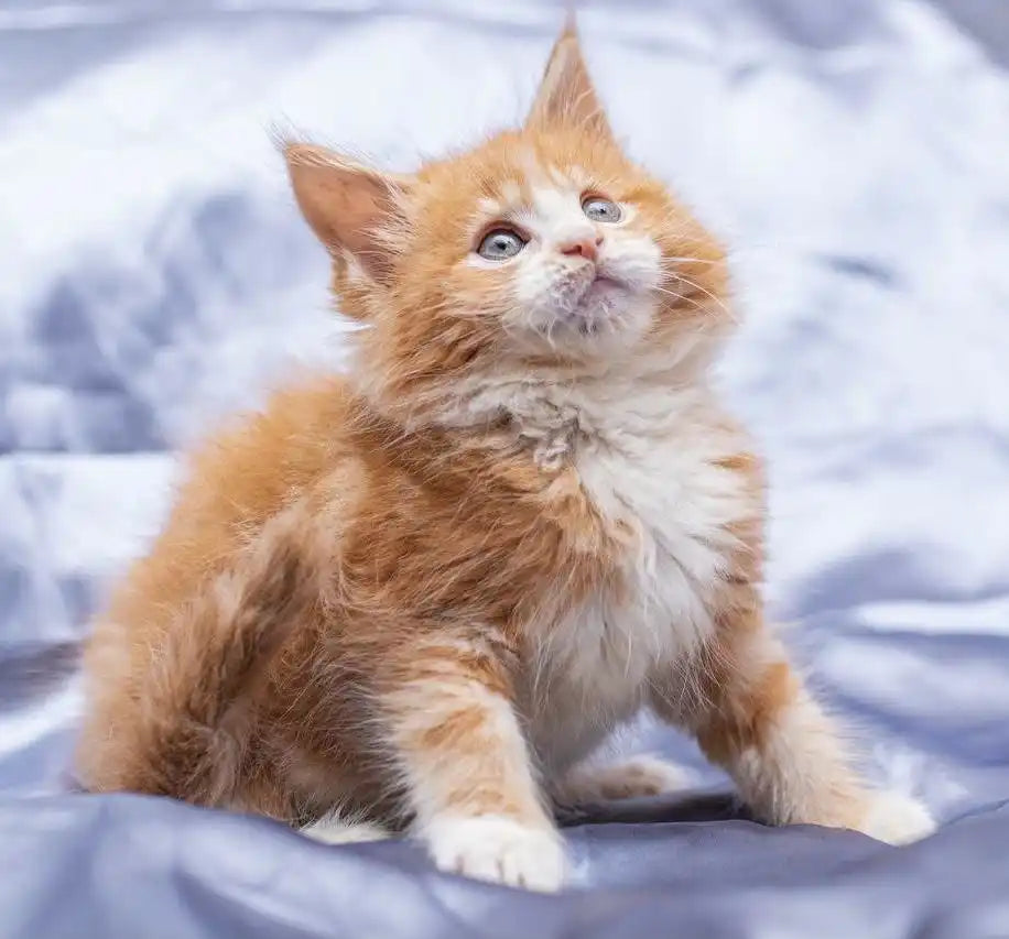 Maine Coon Kittens for Sale Fire | Kitten