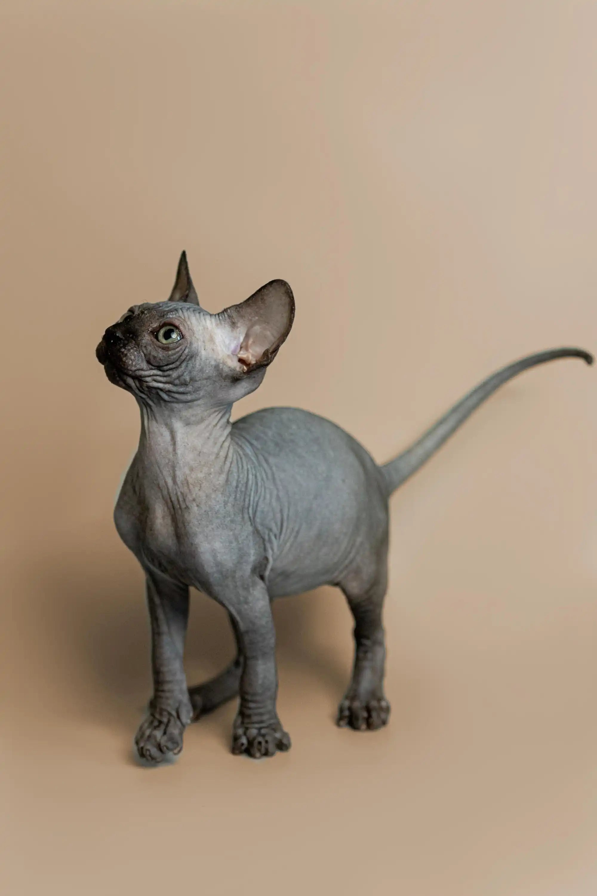 Hairless Sphynx Cats & Kittens for Sale Fire | Kitten