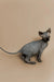 Hairless gray Sphynx kitten sitting alert, perfect for Fire | Sphynx Kitten lovers