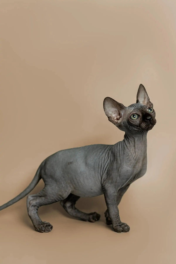 Adorable Hairless Sphynx kitten with big ears and cute wrinkled skin, named Fire