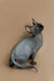 Sphynx kitten Fire, a cute hairless gray cat with big ears sitting upright