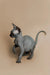 Hairless gray Sphynx kitten with big ears and a thin tail, perfect for cuddles