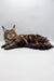 Brown tabby Maine Coon cat relaxing, showcasing Firuza Polydactyl Maine Coon Kitten