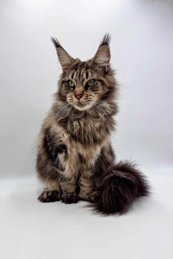 Majestic Maine Coon kitten Firuza with long fur and cute ear tufts