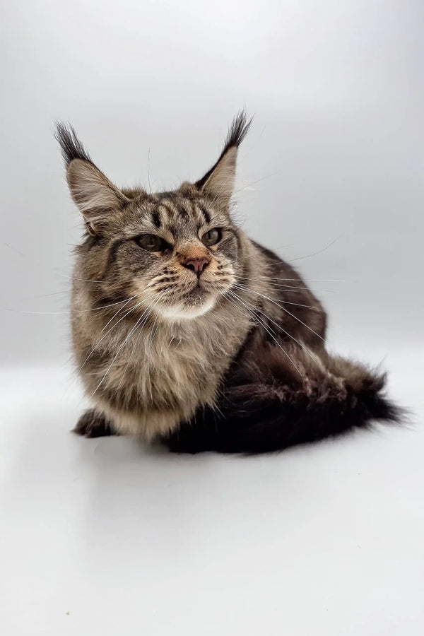 Majestic Maine Coon kitten Firuza with ear tufts and fluffy brown tabby coat