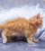 Maine Coon Kittens for Sale Flame | Kitten