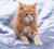 Fluffy orange Maine Coon kitten Flame with big eyes and long fur adorable vibe