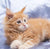 Flame the Maine Coon Kitten, fluffy orange with wide eyes and long whiskers