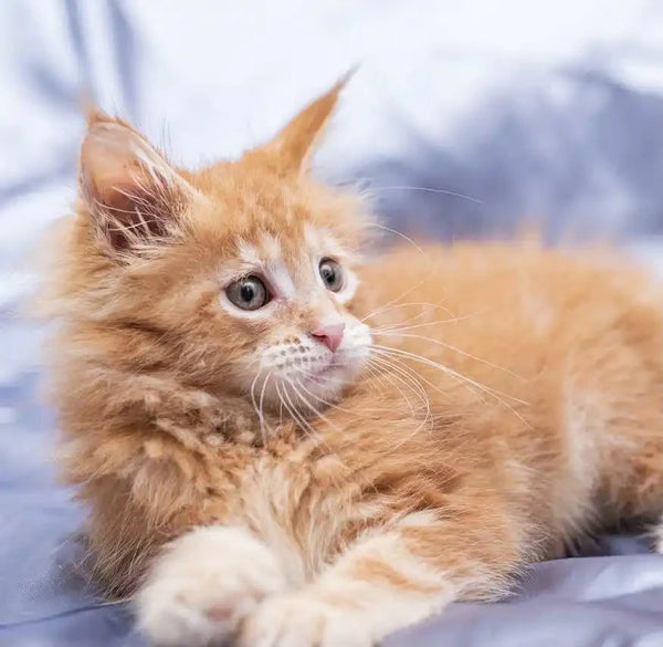 Flame the Maine Coon Kitten, fluffy orange with wide eyes and long whiskers
