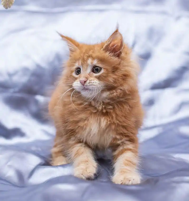 Maine Coon Kittens for Sale | Cats For Flame | Kitten