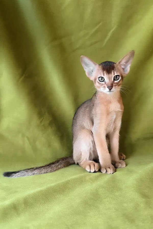 Flash | abyssinian kitten