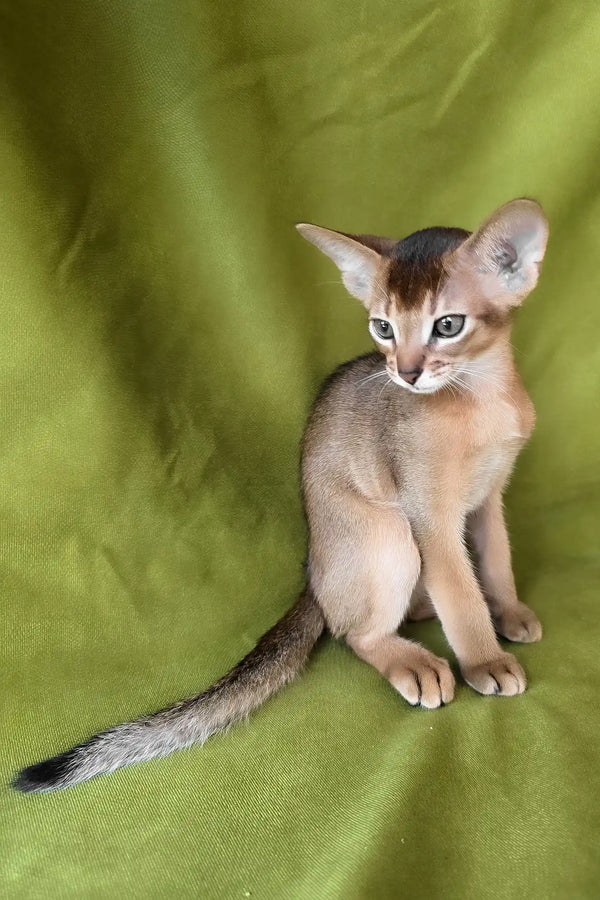 Flash | abyssinian kitten
