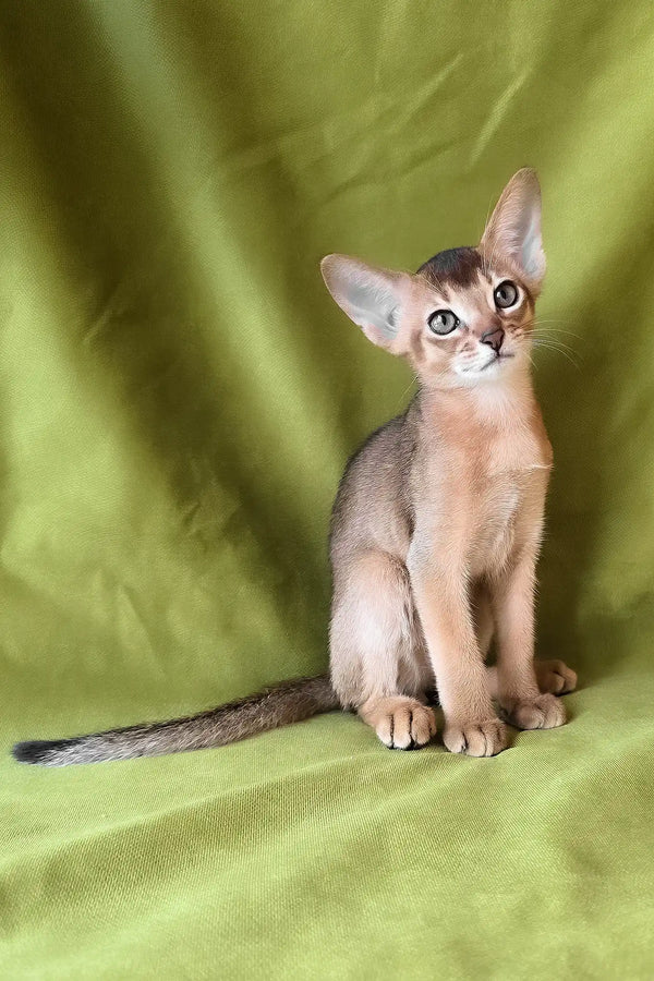 Flash | abyssinian kitten
