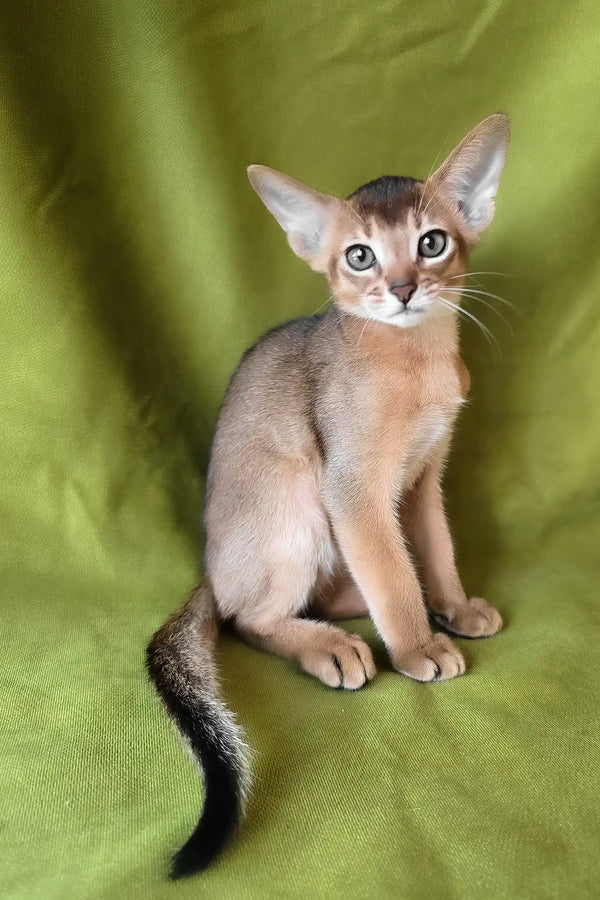 Flash | abyssinian kitten