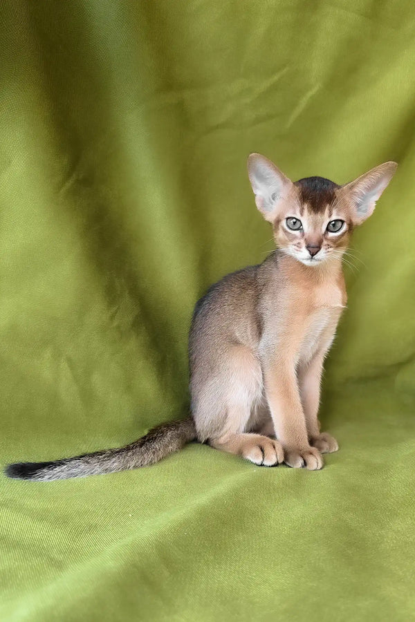 Flash | abyssinian kitten