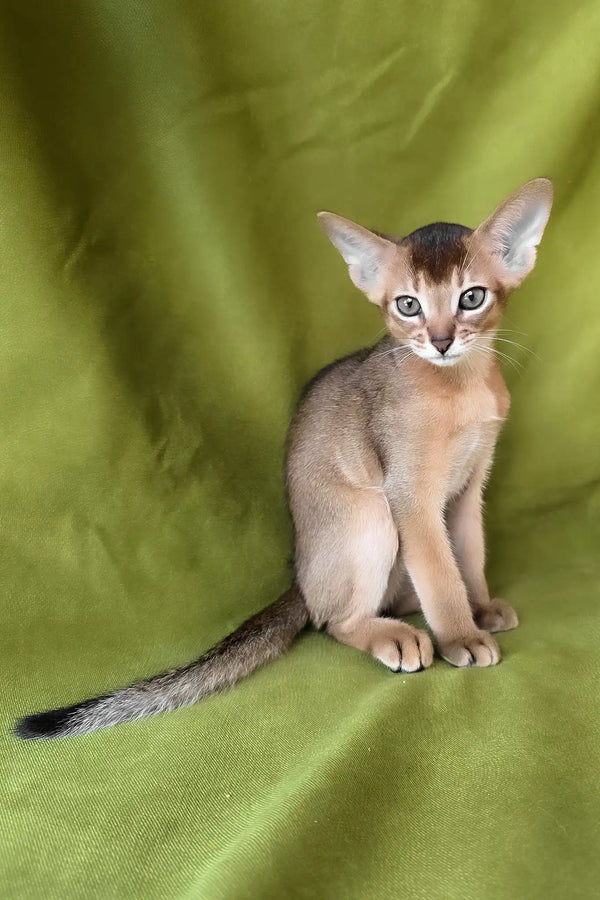 Flash | abyssinian kitten