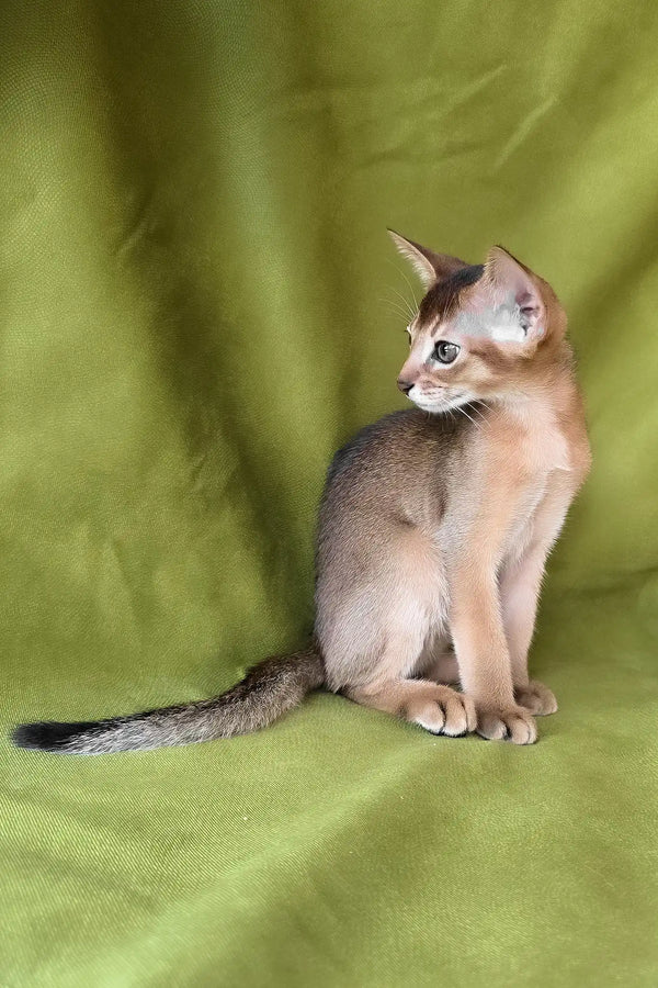 Flash | abyssinian kitten