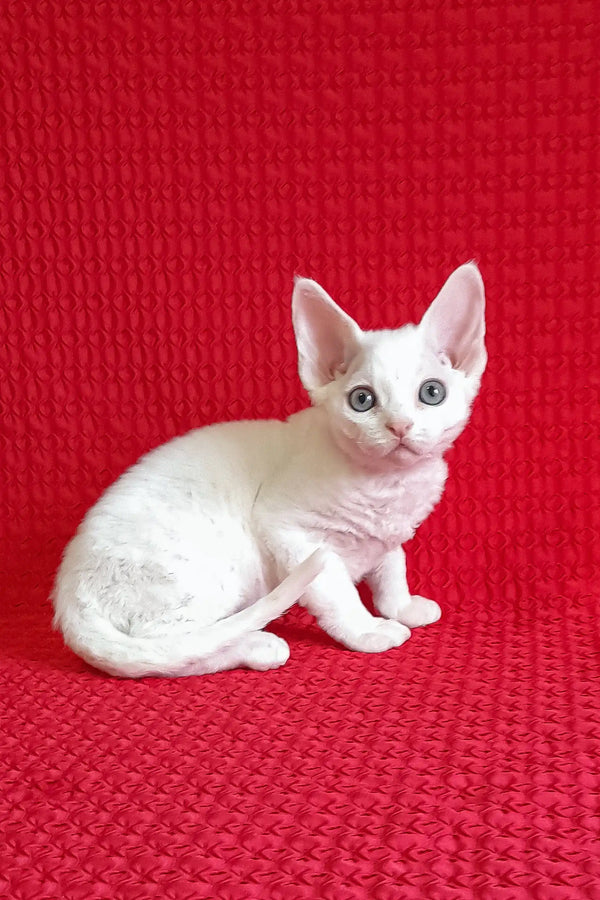 Adorable White Devon Rex kitten featured in the Flash Devon Rex Kitten product