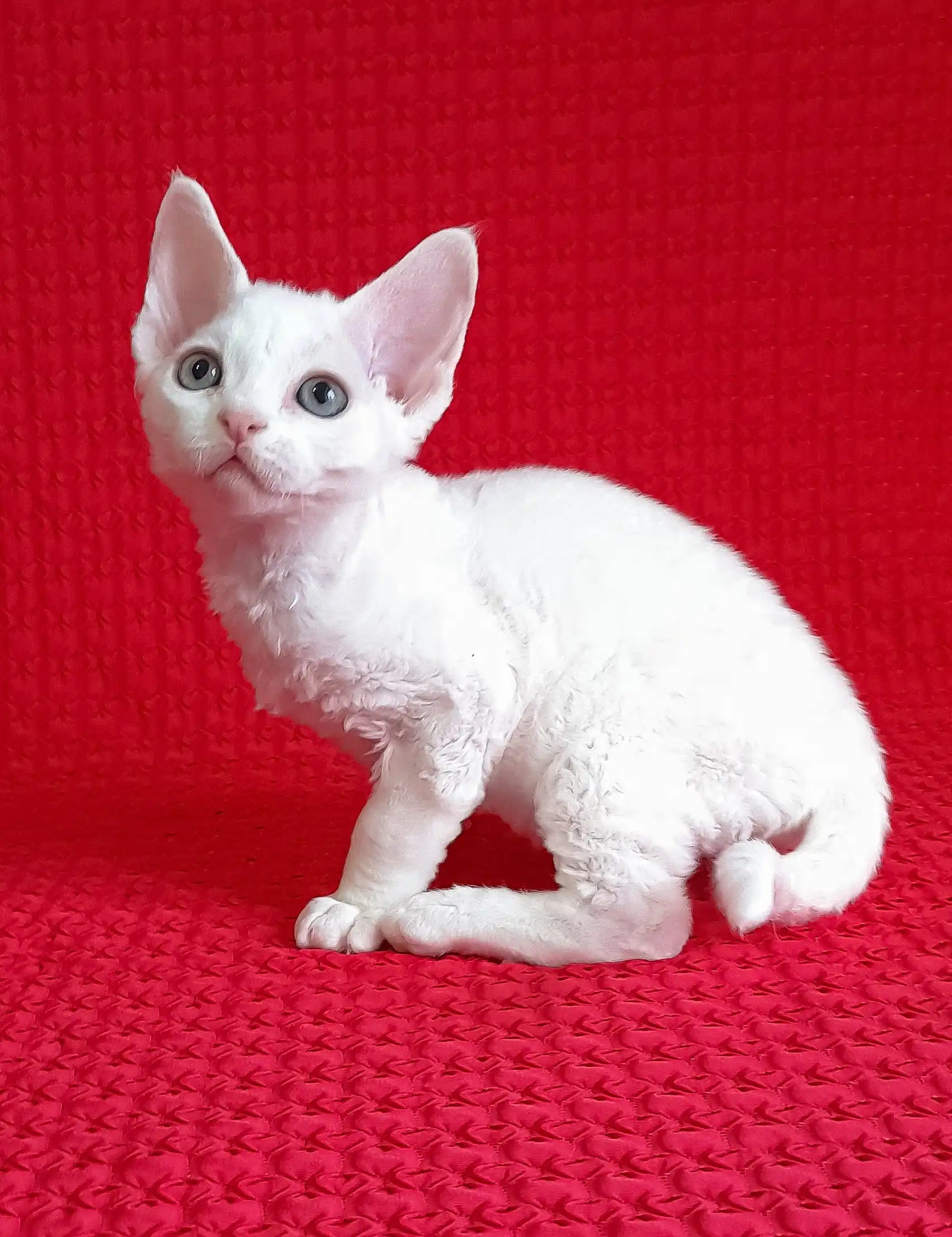 Cute White Devon Rex Kitten from the Flash Devon Rex Kitten collection