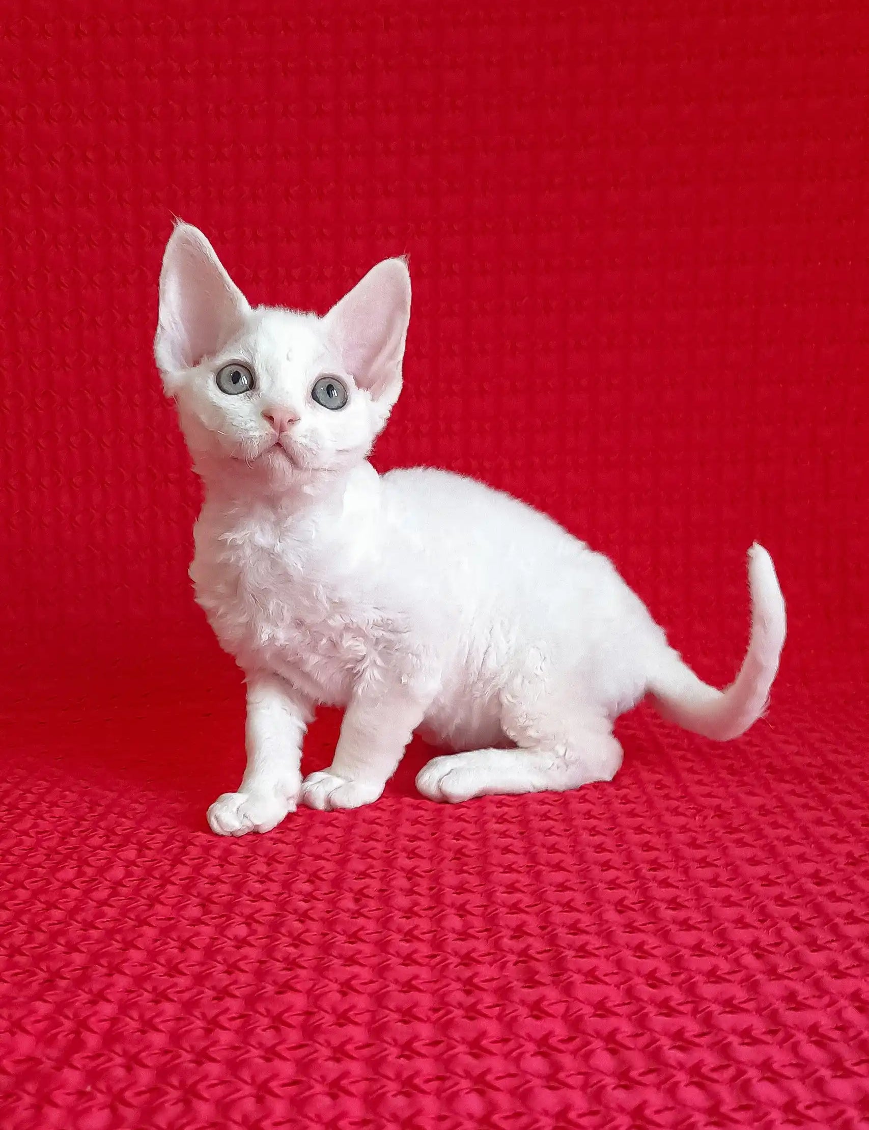 Adorable White Devon Rex kitten from the Flash collection, perfect for any cat lover