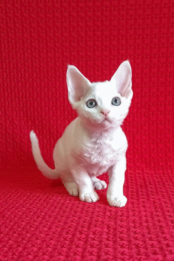 Cute White Devon Rex kitten in the Flash Devon Rex Kitten product