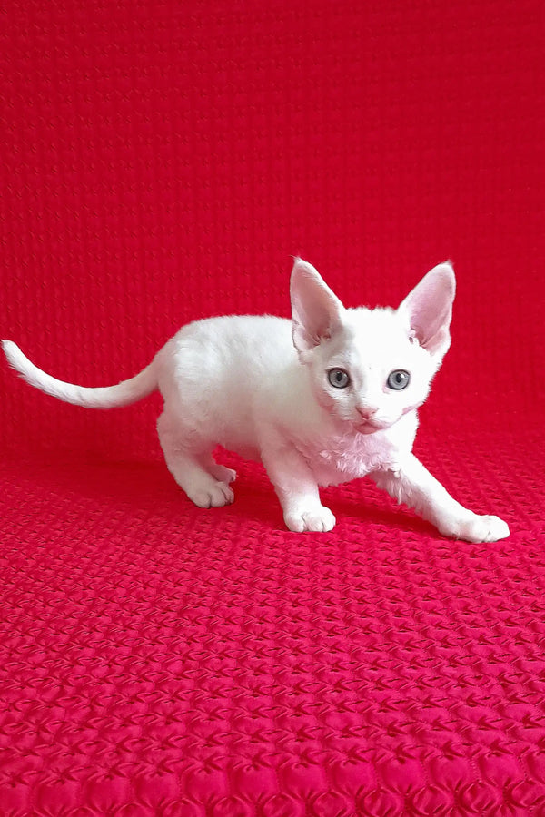 Adorable White Devon Rex Kitten from the Flash collection perfect for cat lovers