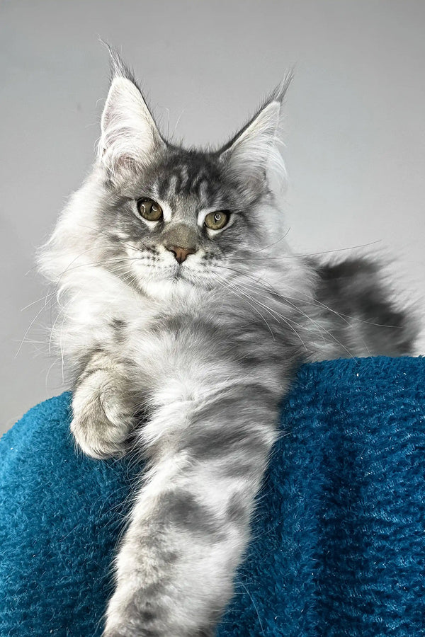 Flash | maine coon kitten