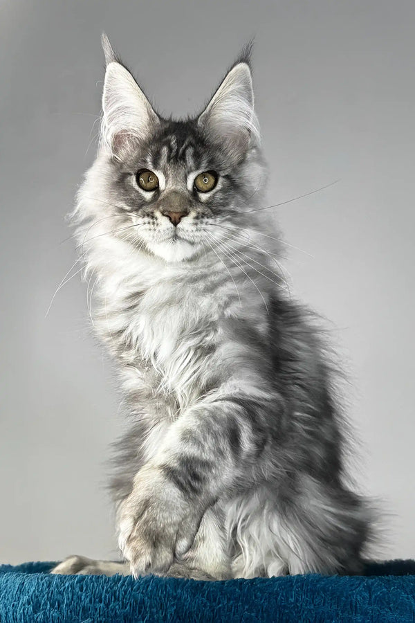 Flash | maine coon kitten
