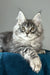 Flash | maine coon kitten