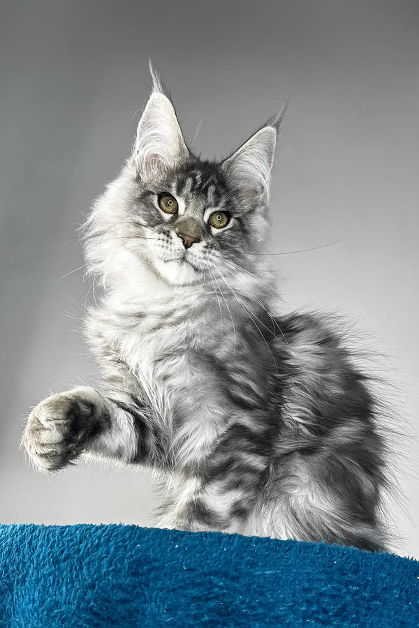 Flash | maine coon kitten