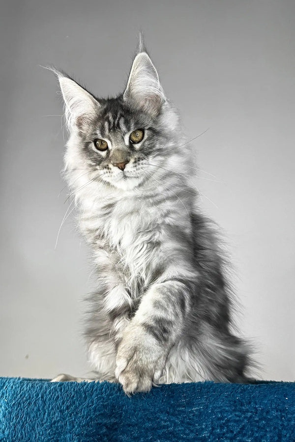 Flash | maine coon kitten