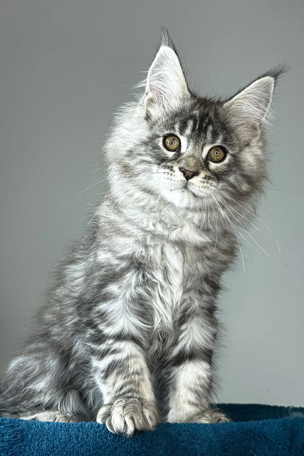 Flash | maine coon kitten