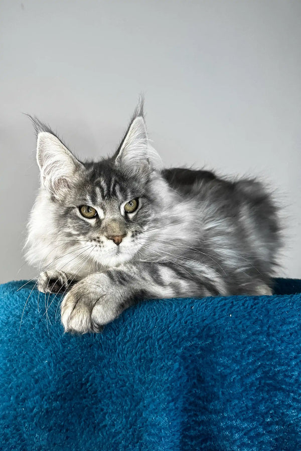 Flash | maine coon kitten