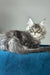 Flash | maine coon kitten