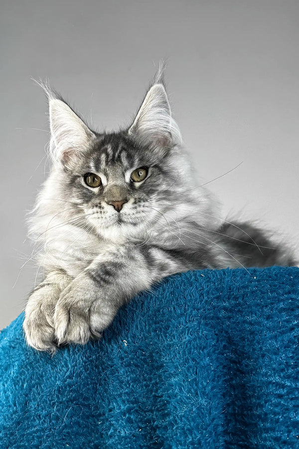Flash | maine coon kitten
