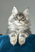 Flash | maine coon kitten