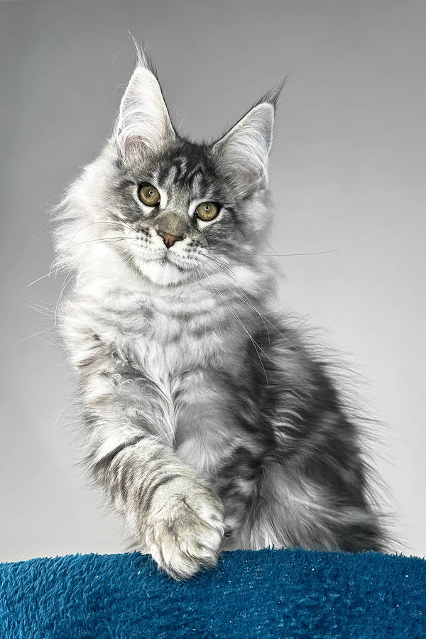 Flash | maine coon kitten