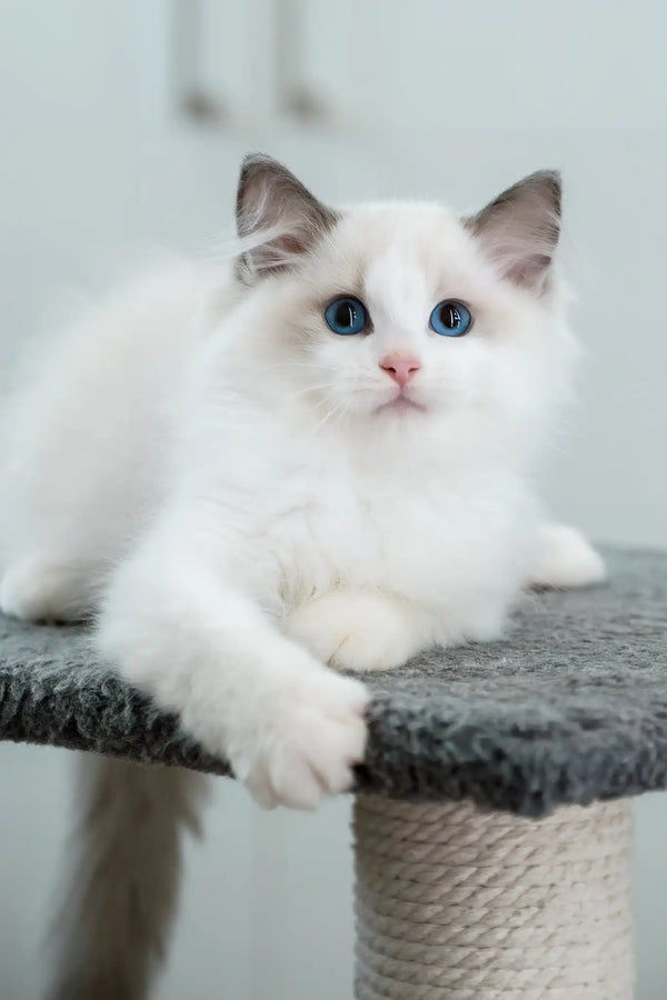 Flash | ragdoll kitten