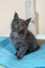 Fluffy gray Maine Coon kitten lounging on vibrant turquoise fabric